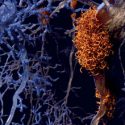 Die Bedeutung der Immunmodulation